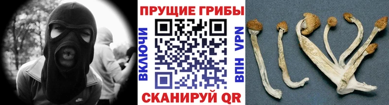 закладка  Торжок  Псилоцибиновые грибы мухоморы 